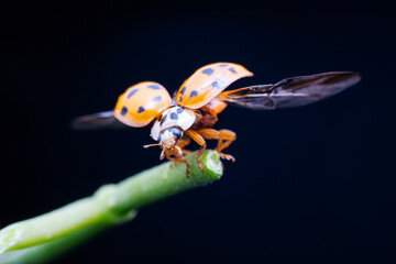 Harmonia axyridis in the wild state