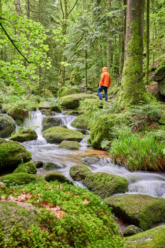 A man in an orange jacket stands by a small waterfall in a lush, green forest. The water cascades over mossy rocks, creating tranquility. Europe, Germany, Black Forest, Buhlertal, Gertelbach.
