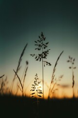 The sun sets over a vast field, painting the sky with brilliant hues of orange, pink, and purple. The golden light casts long shadows across the swaying grasses, creating a serene landscape.