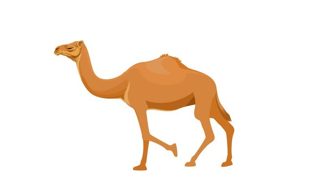 Camel walk cycle animation, seamless loop animation transparent background