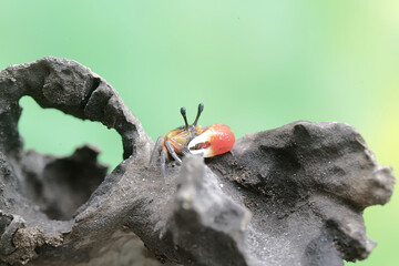 A fiddler crab is hunting for prey in dry wood drifting in the currents of coastal estuaries. This...