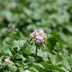 Fototapeta premium 5月の散策