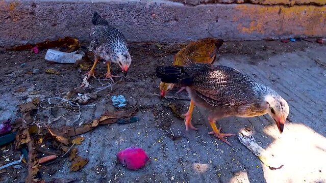 
Domestic chickens. They peck at grain. . Mexico.