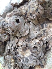 初夏の公園のプラタナスの古木の幹