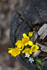 vibrant yellow delicate white flowers emerging from center of old weathered tree stump. life and death, environmental conservation, renewal and rebirth, gardening, landscaping, outdoor spaces concept