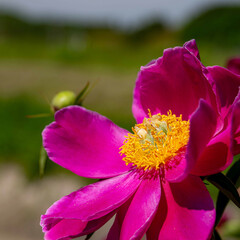 Obraz premium 5月の散策