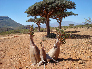 Bottle tree and frankincense tree at Socotra Island, a World Heritage Site in Yemen, also known as...