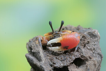 A fiddler crab is hunting for prey in dry wood drifting in the currents of coastal estuaries. This...