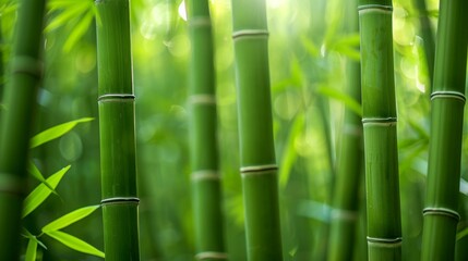 Lush Bamboo Forest Bathed in Golden Sunlight