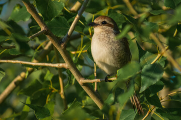 red backed shrike