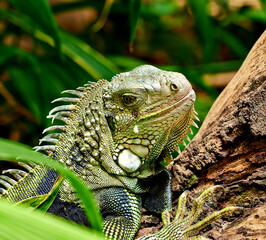 Green iguana, outdoor and climbing in tree, healthy and search for food in forest, bush and...