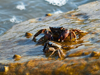 Crabs on a rocky sea shore.