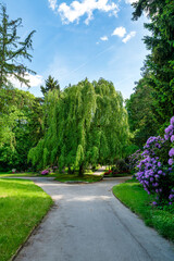 Große Trauerweide auf einem Friedhof in Mettmann