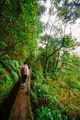 Magical misty green forest with waterfalls in Levada do Norte, Madeira island, Portugal. PR17 Pinaculo e Folhadal