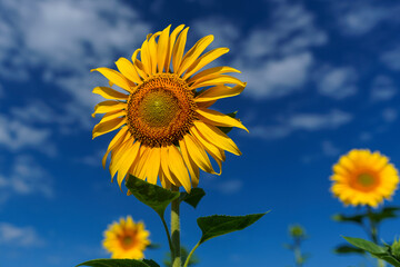 close-up of a bright yellow sunflower flower growing in a field on a sunny summer day