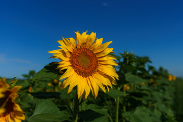 close-up of a bright yellow sunflower flower growing in a field on a sunny summer day