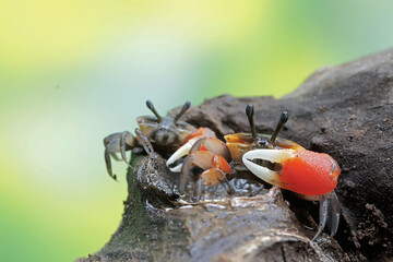 Two fiddler crabs are hunting for prey in dry wood drifting in the currents of coastal estuaries....