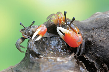 Two fiddler crabs are hunting for prey in dry wood drifting in the currents of coastal estuaries....