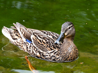 duck on the water