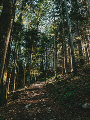 Fototapeta premium path in the forest