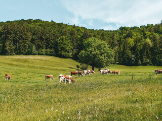 cows in the field