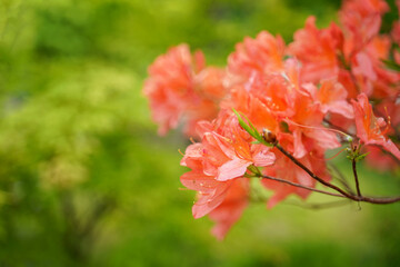 Red and Orange flowers in the meadow, green nature background. Nature and Background Concept.  Copy space for text.  soft and select focus