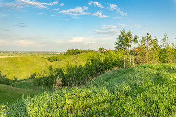 A vibrant spring field stretches into the horizon, with tall green grass and a lone telephone pole...