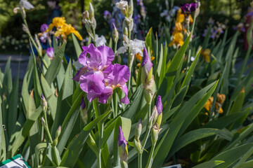 A vibrant collection of assorted flowers scattered across the lush green grass, creating a...