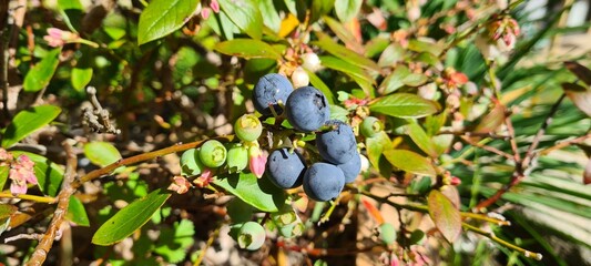Fresh organic blueberries on the bush ready for picking