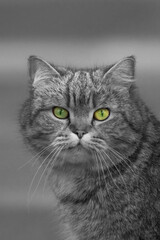 Katze mit Gr&uuml;ne Augen 