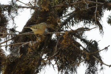 Hume's Leaf Warbler / Phylloscopus humei