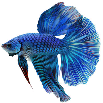 recommend clip art: Betta fish transparent background PNG clipart