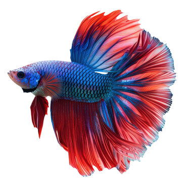 recommend clip art: Betta fish transparent background PNG clipart