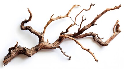 Dry twisted jungle branch isolated on white background