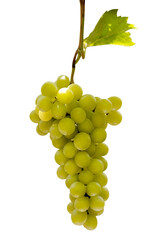 A green grapes hanging from vines in what appears to be a vineyard. 