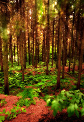 Forest, green and nature with trees for environment exploration with conservation in outdoors. Foliage, botanical and leaves with seasonal flora, land and countryside with peace in wilderness