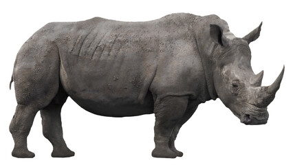 Fototapeta premium Rhinoceros