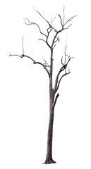 Dead Tree 