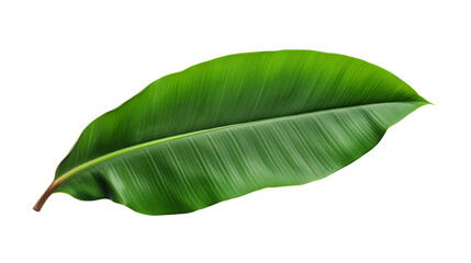 Fototapeta premium A single lush green tropical banana leaf on an isolated background
