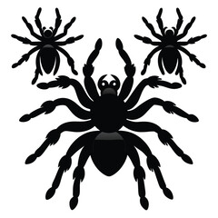 Set of Black Tarantula black vector on white background