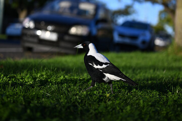 Male Australian magpie walking along a lush green nature strip in the suburbs, with two cars in the background