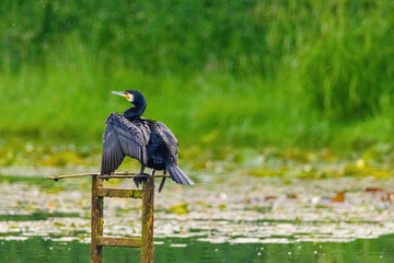 The great cormorant, Phalacrocorax carbo, known as the great black cormorant