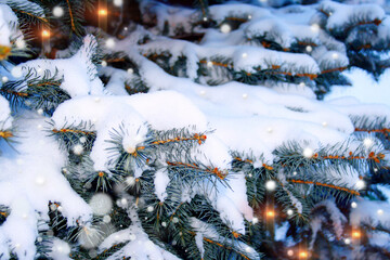 Fir tree branch in white snow on winter holiday evening with light bulb & snowfall. Spruce or pine tree in snow flakes december scene as fir pine forest background space. Fir tree branch & fluffy snow - Powered by Adobe