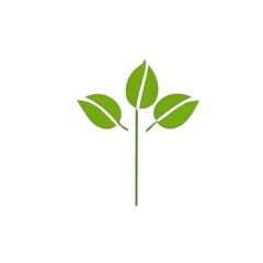 green plant isolated on white background