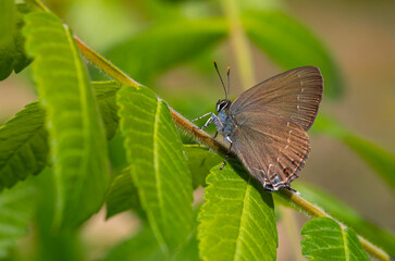brown tiny butterfly on green leaf, Zap Hairstreak, Satyrium zabni