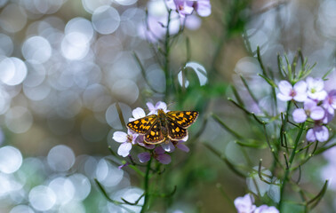 Butterfly with yellow spots on pink flower and bokeh in the background, Chequered Skipper,...