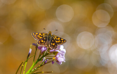 Butterfly with yellow spots on pink flower and bokeh in the background, Chequered Skipper,...