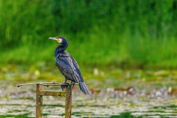 The great cormorant, Phalacrocorax carbo, known as the great black cormorant