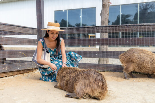 Tourist woman visit the tourist animal farm