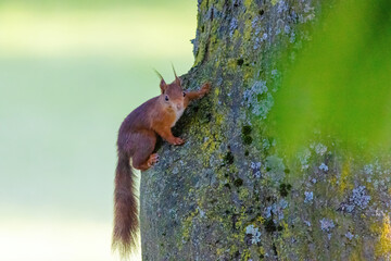 cute young squirrel portrait on tree at park, wildlife